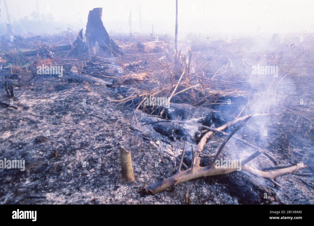 deforestation, amazon Stock Photo