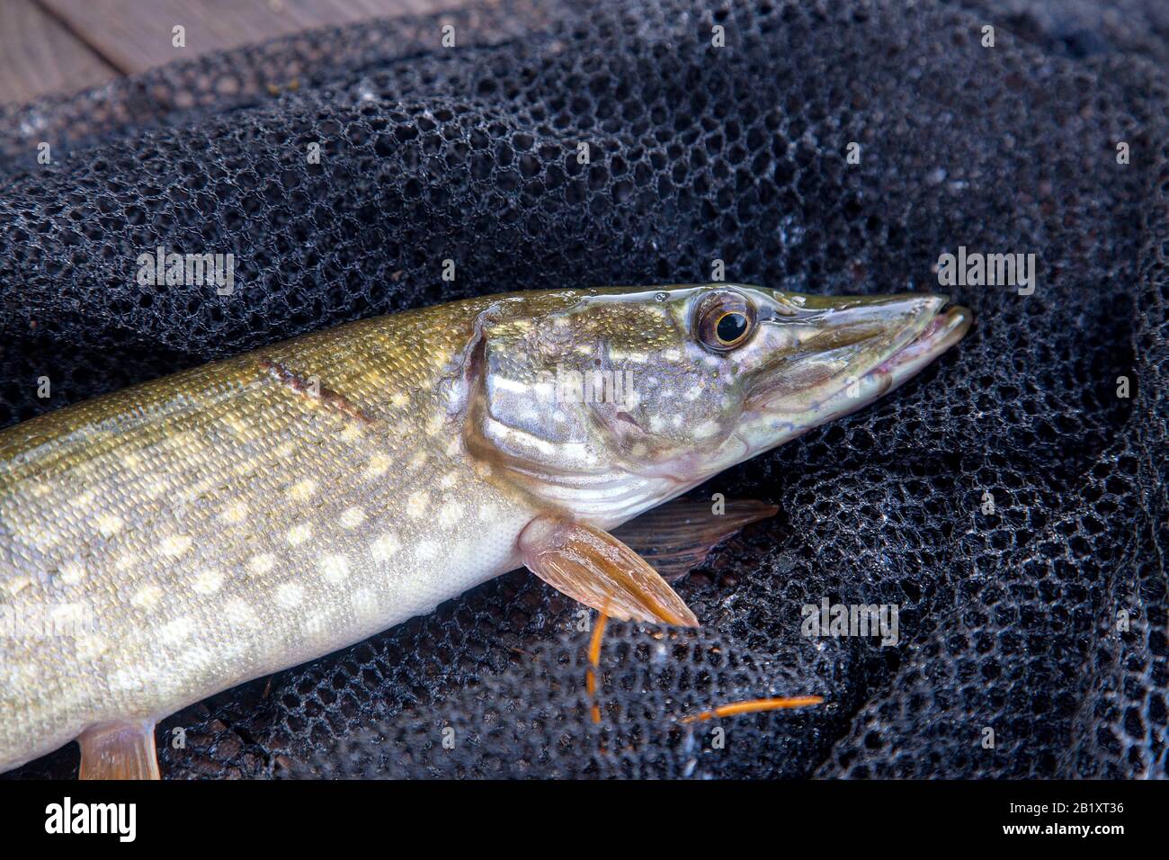 Freshwater Northern pike fish know as Esox Lucius on landing net. Fishing  concept, good catch - big freshwater pike fish just taken from the water  and Stock Photo - Alamy