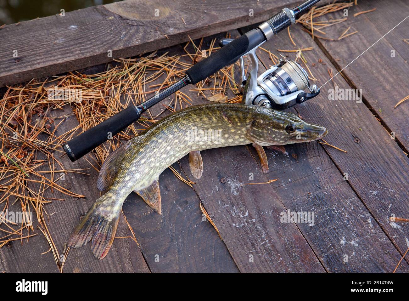 Freshwater Northern pike fish know as Esox Lucius and fishing rod with reel  lying on vintage wooden background with yellow leaves at autumn time. Fish  Stock Photo - Alamy