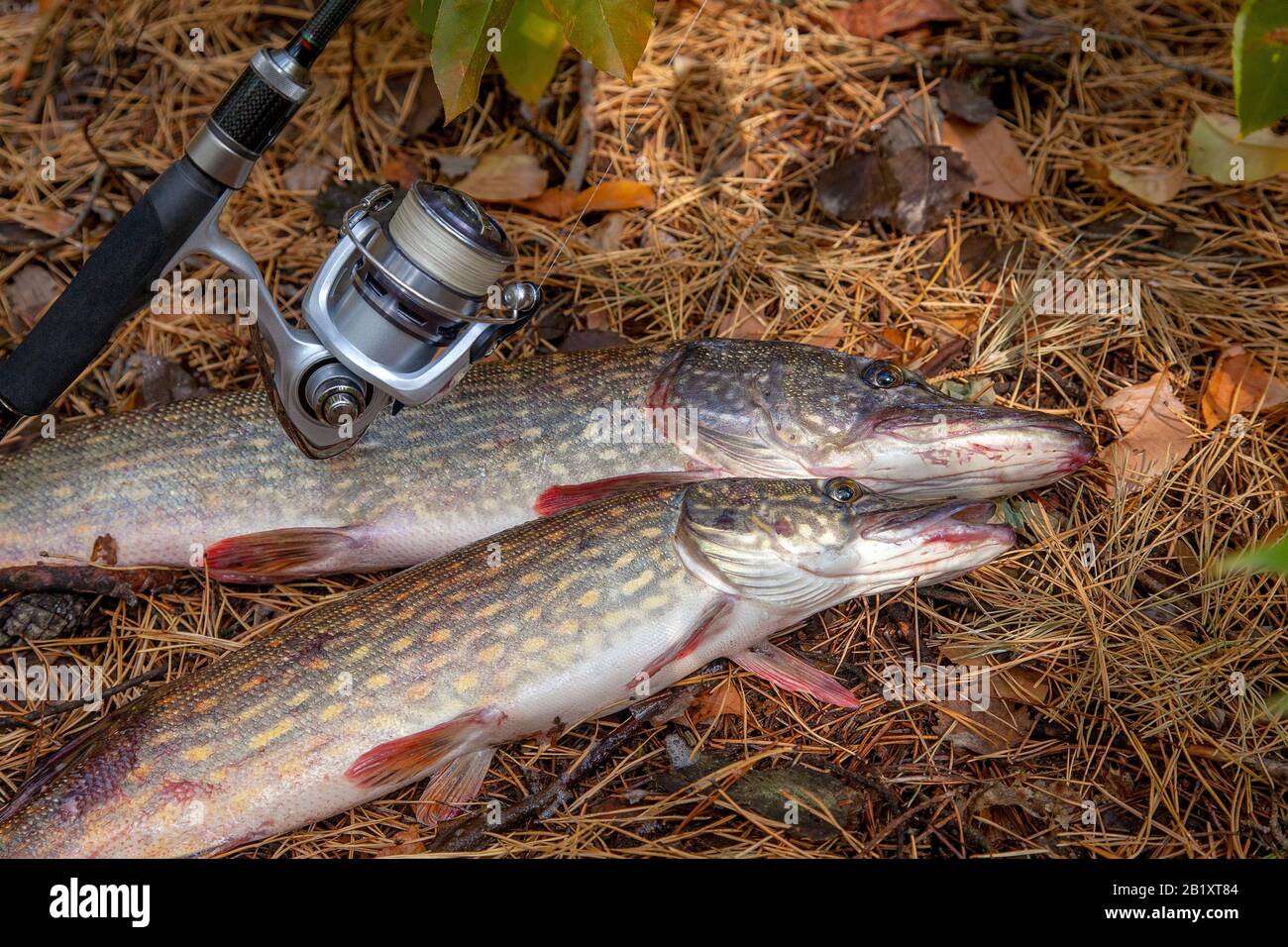 Freshwater pike hi-res stock photography and images - Alamy