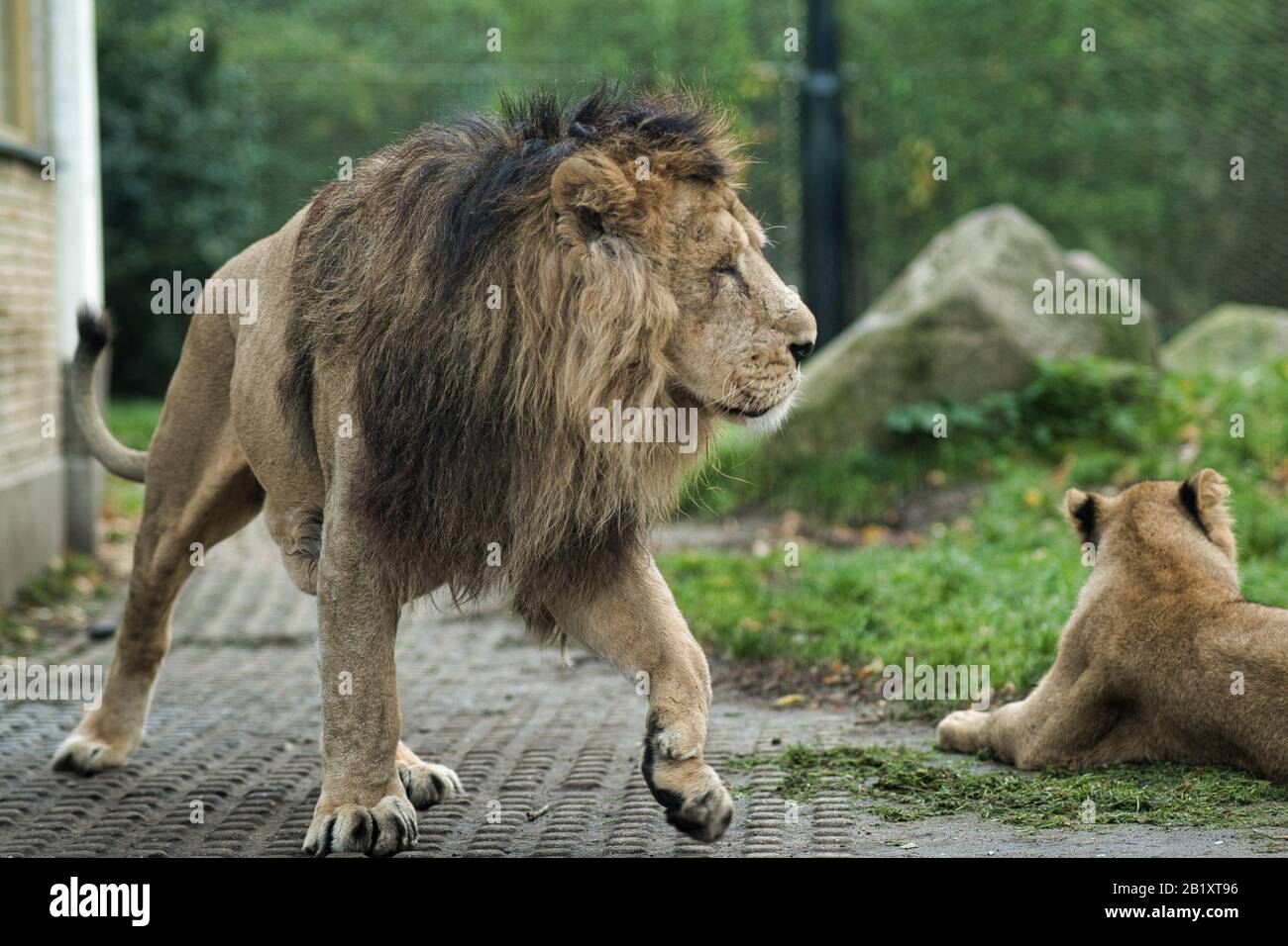 the lion and lioness are playing rolling around on the grass in the netherlands Stock Photo