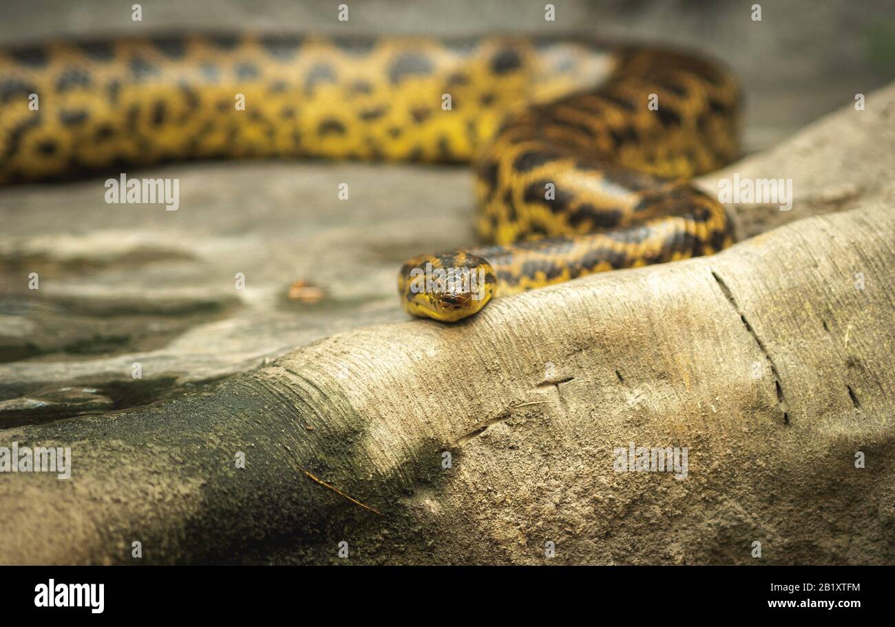 Rattlesnake coiled up in front of an old dead tree stump and looking at the camera in blijdorp rotterdam the netherlands Stock Photo