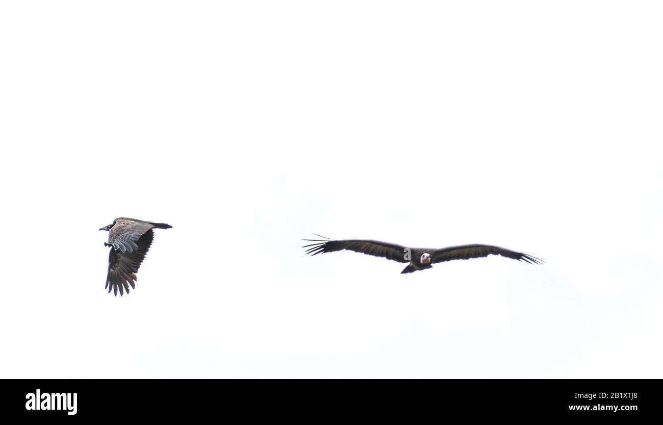 two vultures in the air on a white background rotterdam blijdorp netherlands Stock Photo