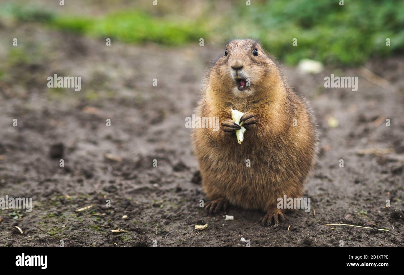 close up of desert rat eating looking surprised in the camera in blijdorp rotterdam netherlands Stock Photo