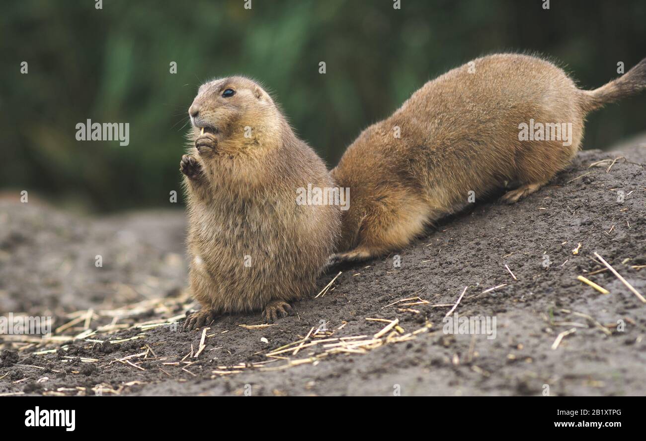 close up of desert rat eating looking surprised in the camera in blijdorp rotterdam netherlands Stock Photo