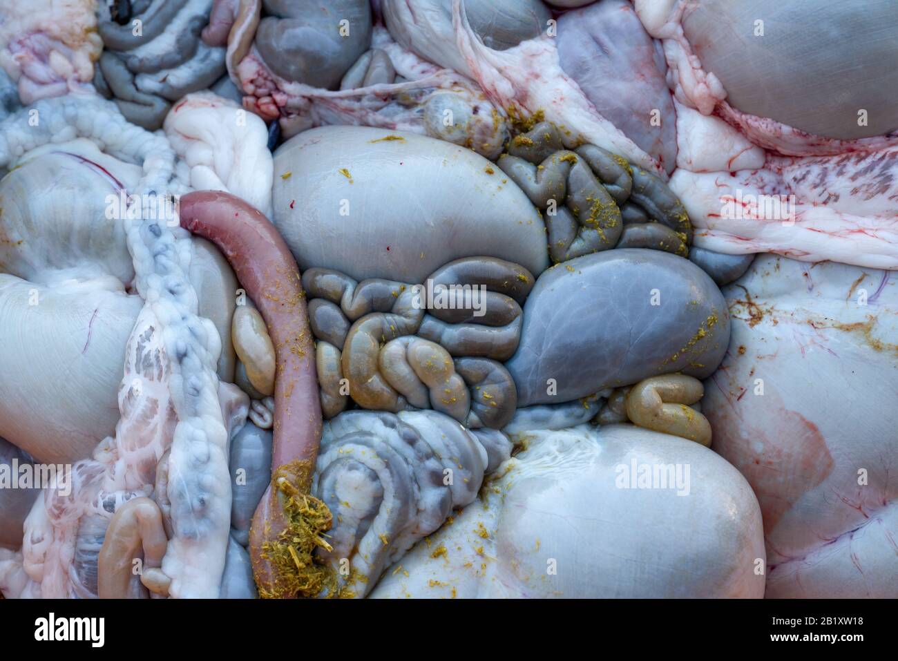 Dirty intestines and stomach just after slaughtering in a slaughterhouse. Stock Photo