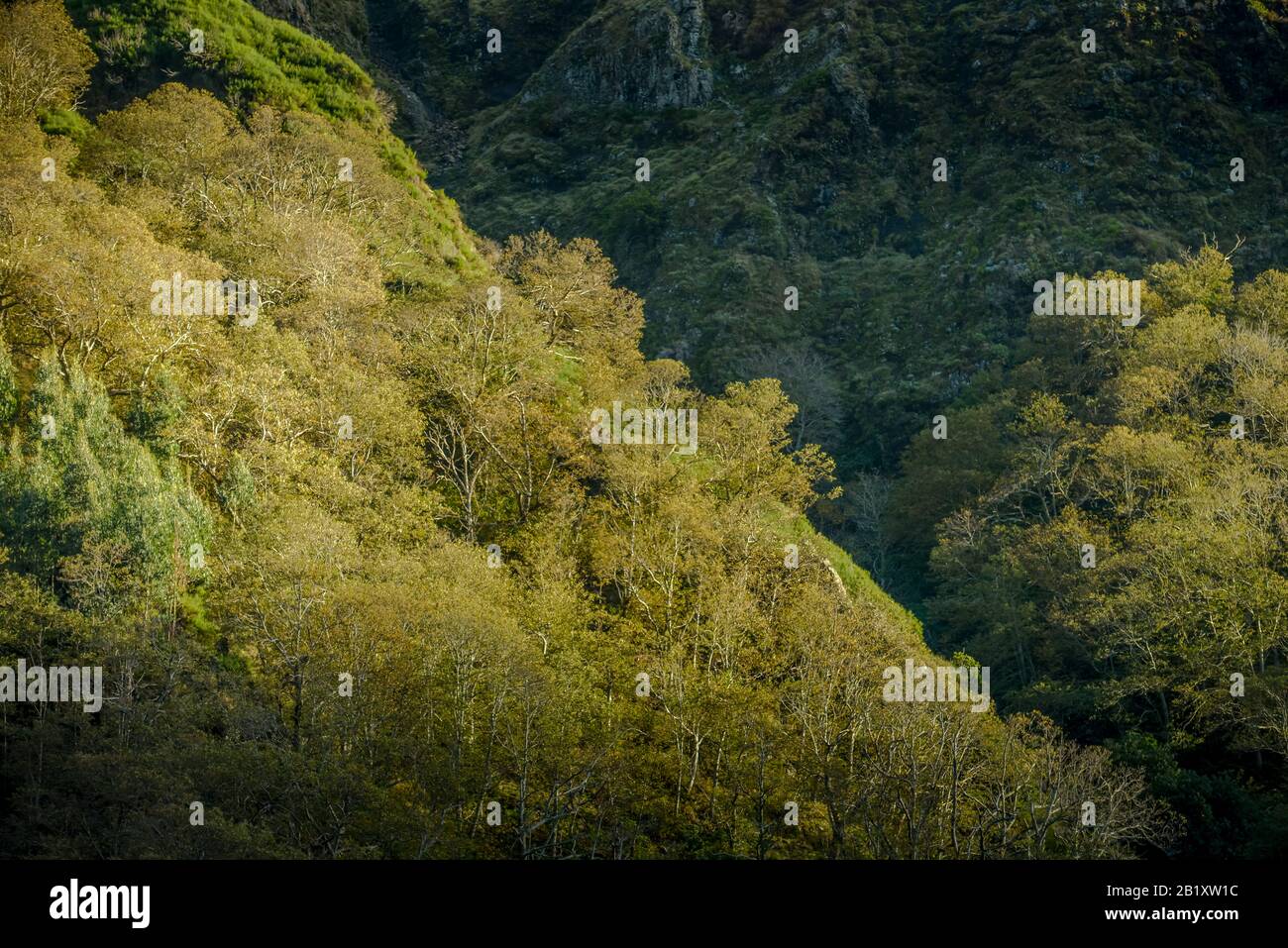 Wald, Zentralgebirge, Madeira, Portugal Stock Photo