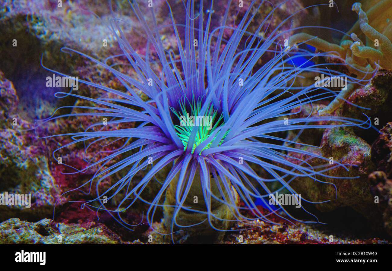 purple blue anemone coral in an aquarium in blijdorp rotterdam the netherlands Stock Photo