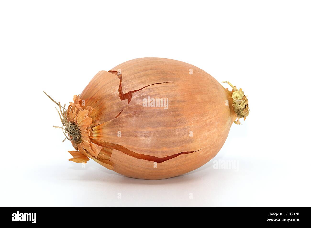 Brown Onion On White Background Stock Photo