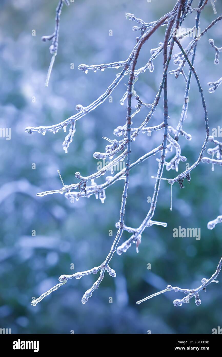 tree branch covered with ice in winter Stock Photo - Alamy