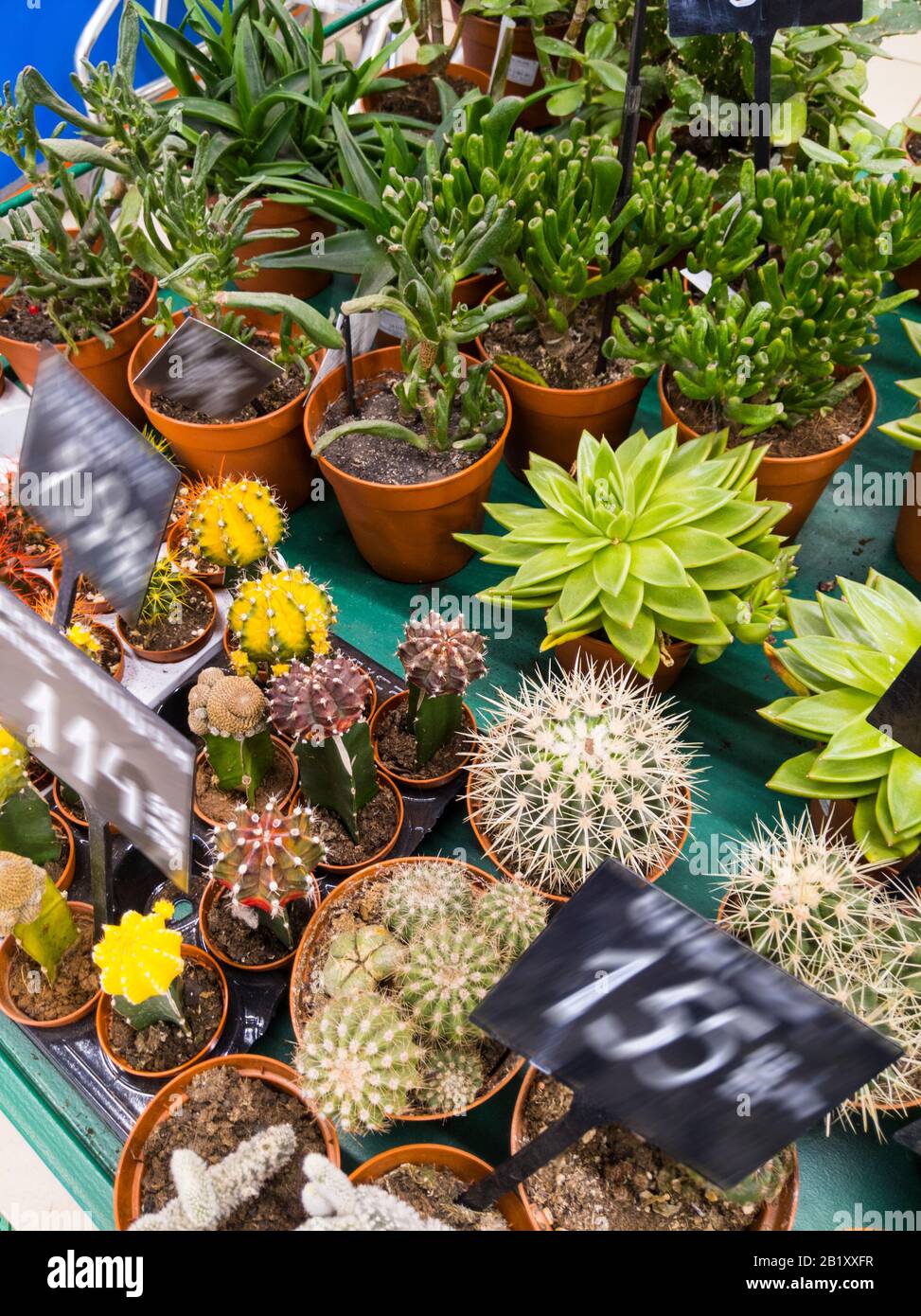 Various green succulent plants on a shelf price tags. Beautiful and
