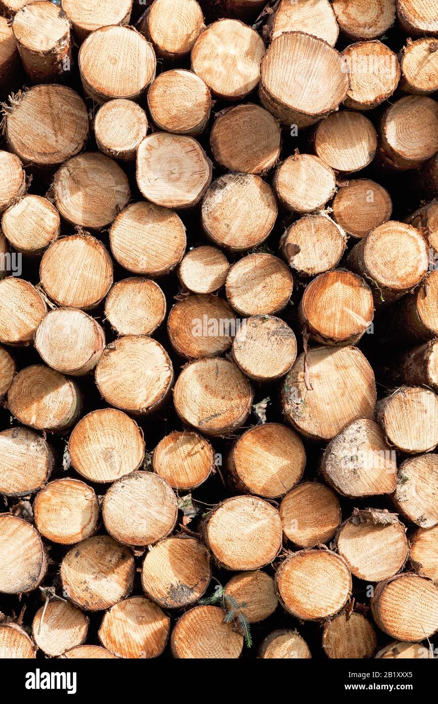 Stack of sawn wood logs full frame Stock Photo