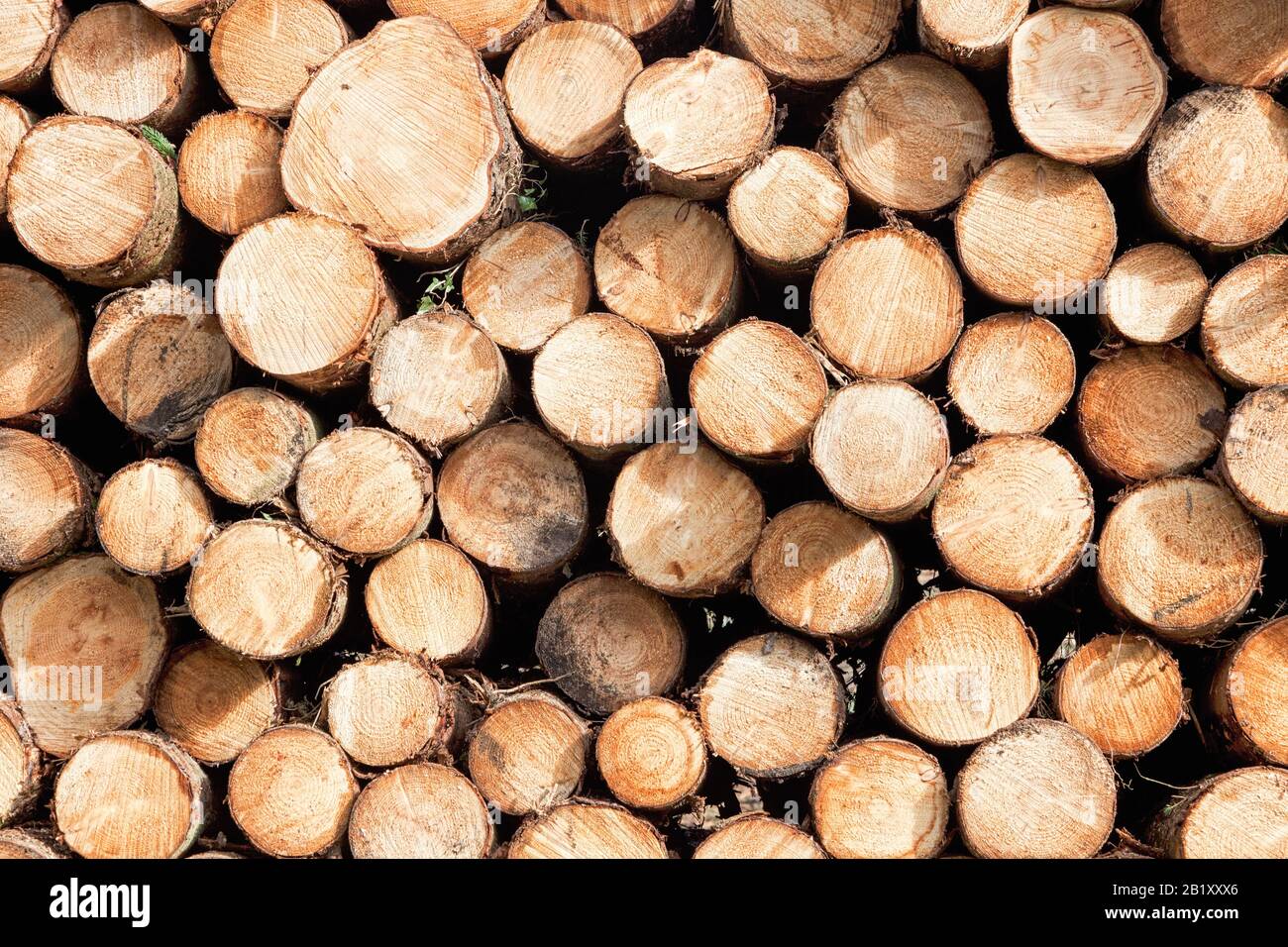 Stack of logs end on, full frame Stock Photo