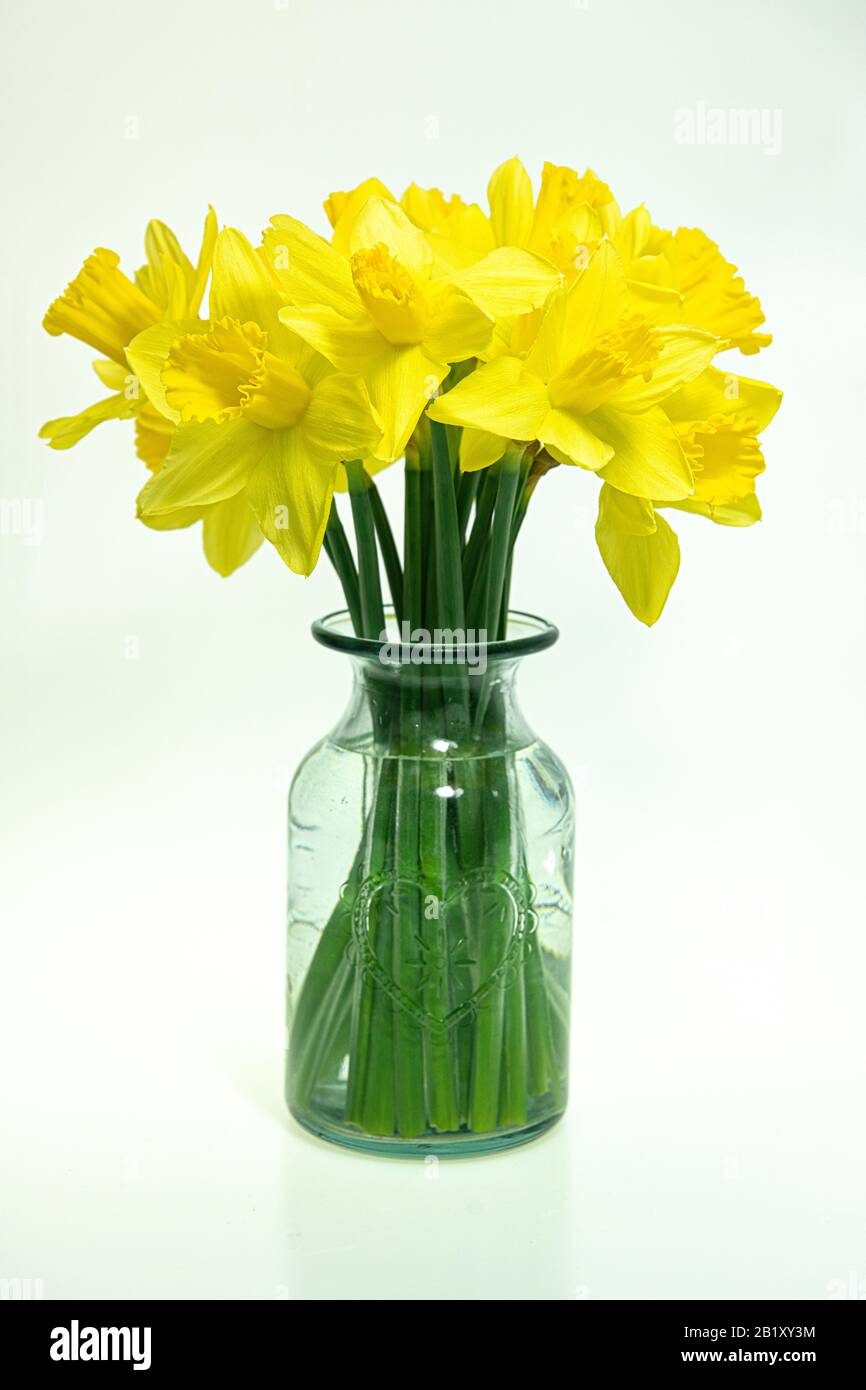 Cornish Daffodils, in a green vase,with a  valentine heart on a white backdrop Stock Photo