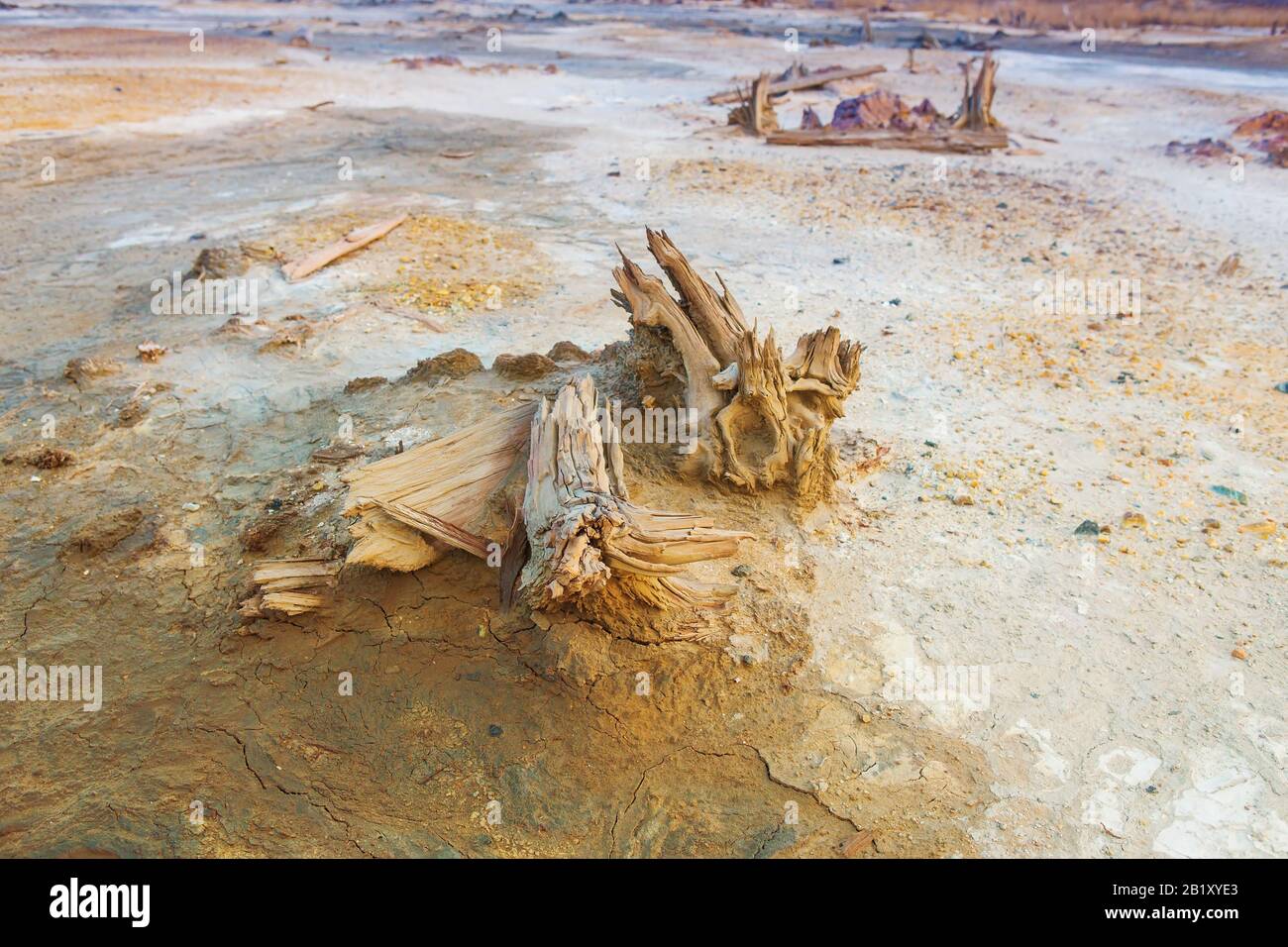 ecological disaster in desert died-out vegetation Stock Photo