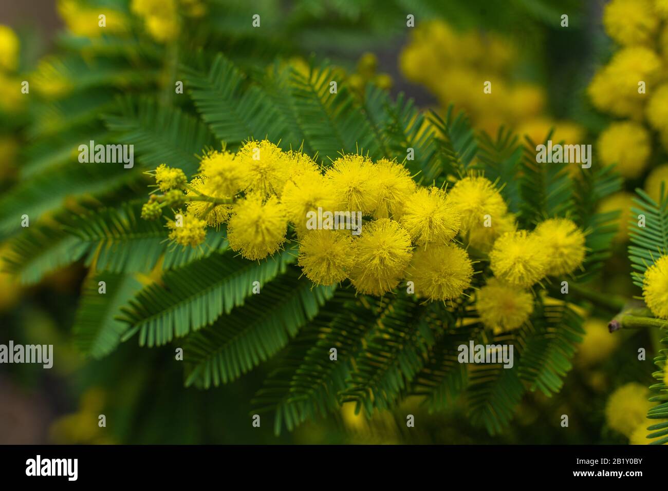 Mimosa flower, March 8 Womens Day Stock Photo
