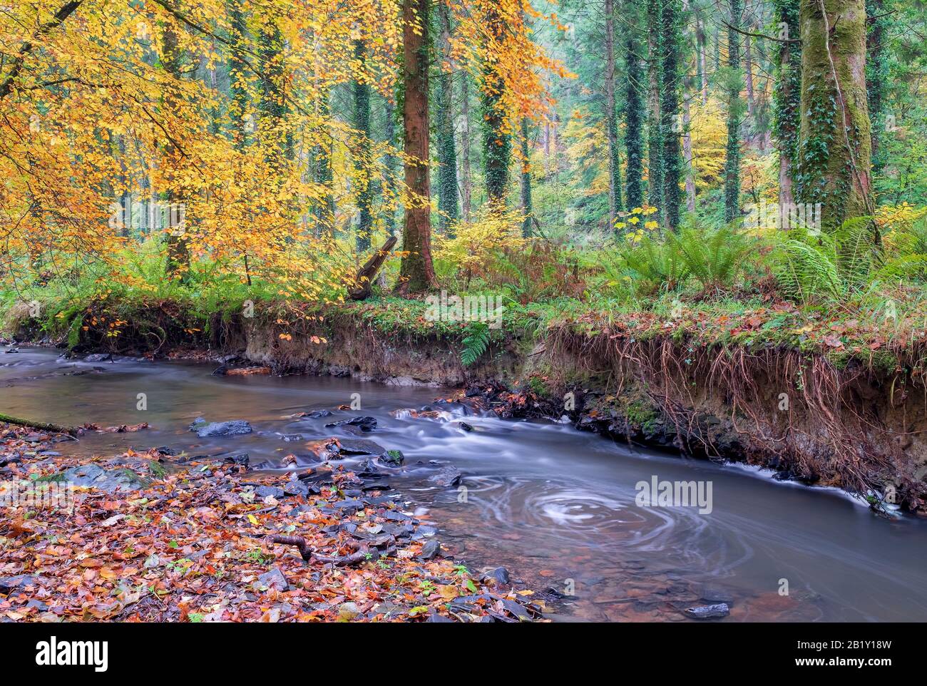 Autumnal colours and woodland with a running river, rural, countyside living, peaceful, quiet, North Devon, Uk Stock Photo