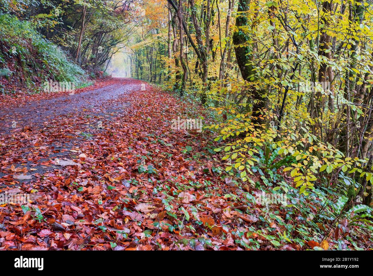 Autumnal coloured woodland walk, with Autumn colours, leaves on the floor and mossy trees, rural life, country life, South West, Uk Stock Photo