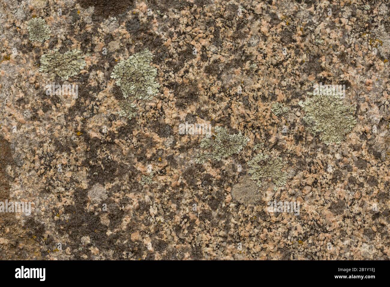 Green moss on granite background Stock Photo