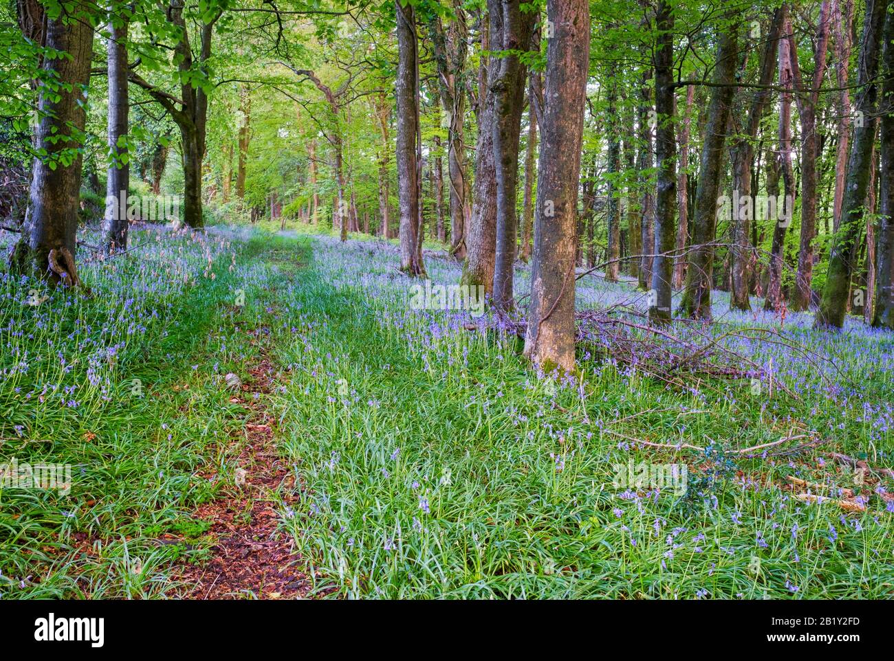 Bluebells in the woodland in North Devon, wild flowers in this gorgeous Devon countryside, South West, Uk Stock Photo
