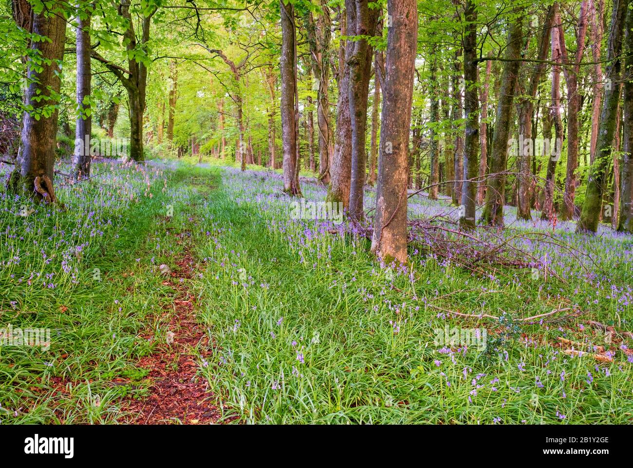 Bluebells in the woodland in North Devon, wild flowers in this gorgeous Devon countryside, South West, Uk Stock Photo