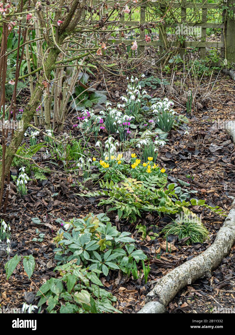 A view along a woodland border in early spring with snowdrops, aconites and cyclamen Stock Photo