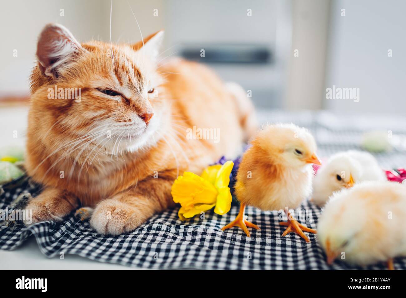 Кошка и цыпленок