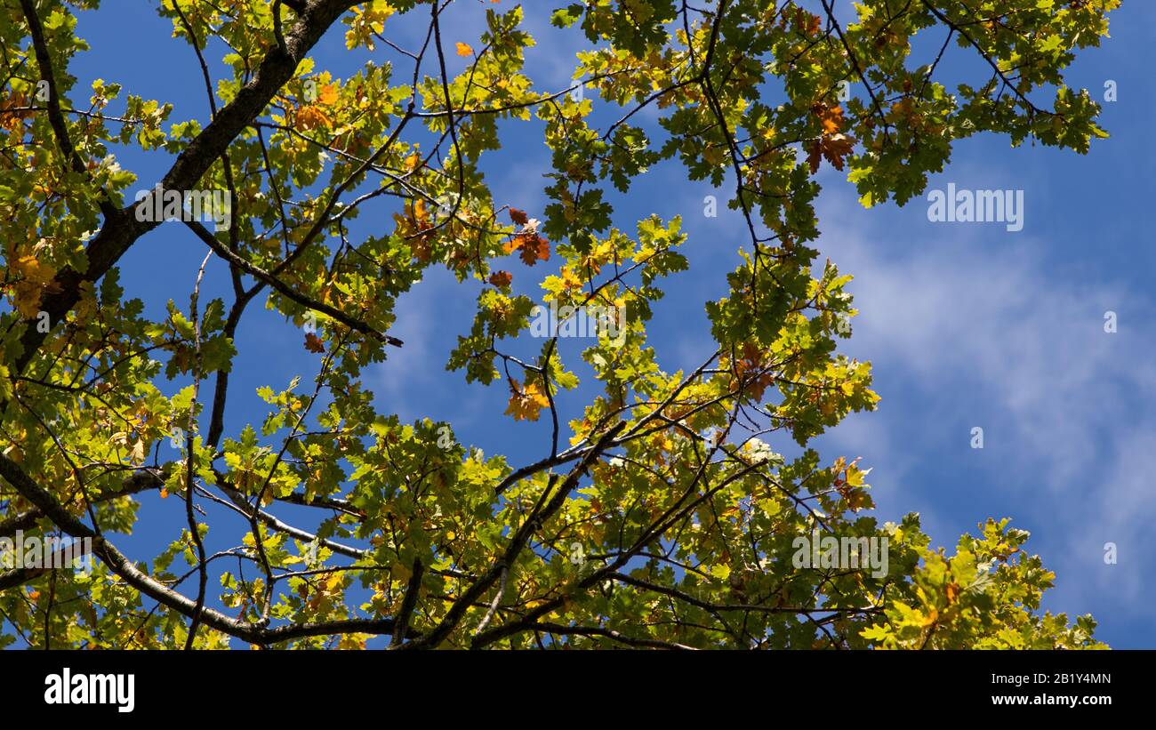 The leaves and branches of a mighty oak tree against a blue sky Stock ...