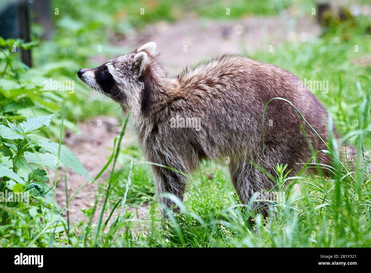 Racoon sitting hires stock photography and images Alamy