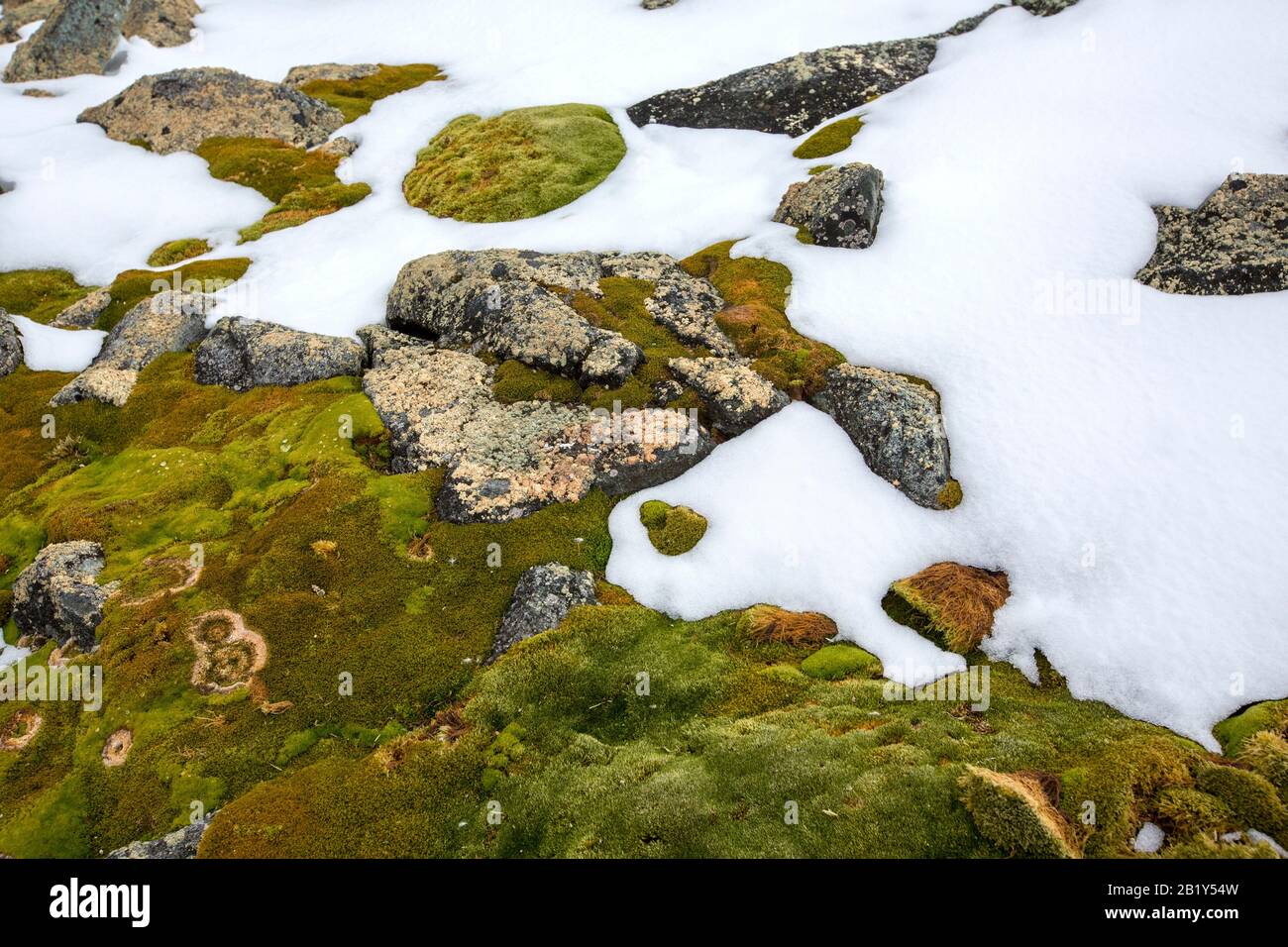 Melting snow revealing moss and lichen covered rocks at Palava Point on