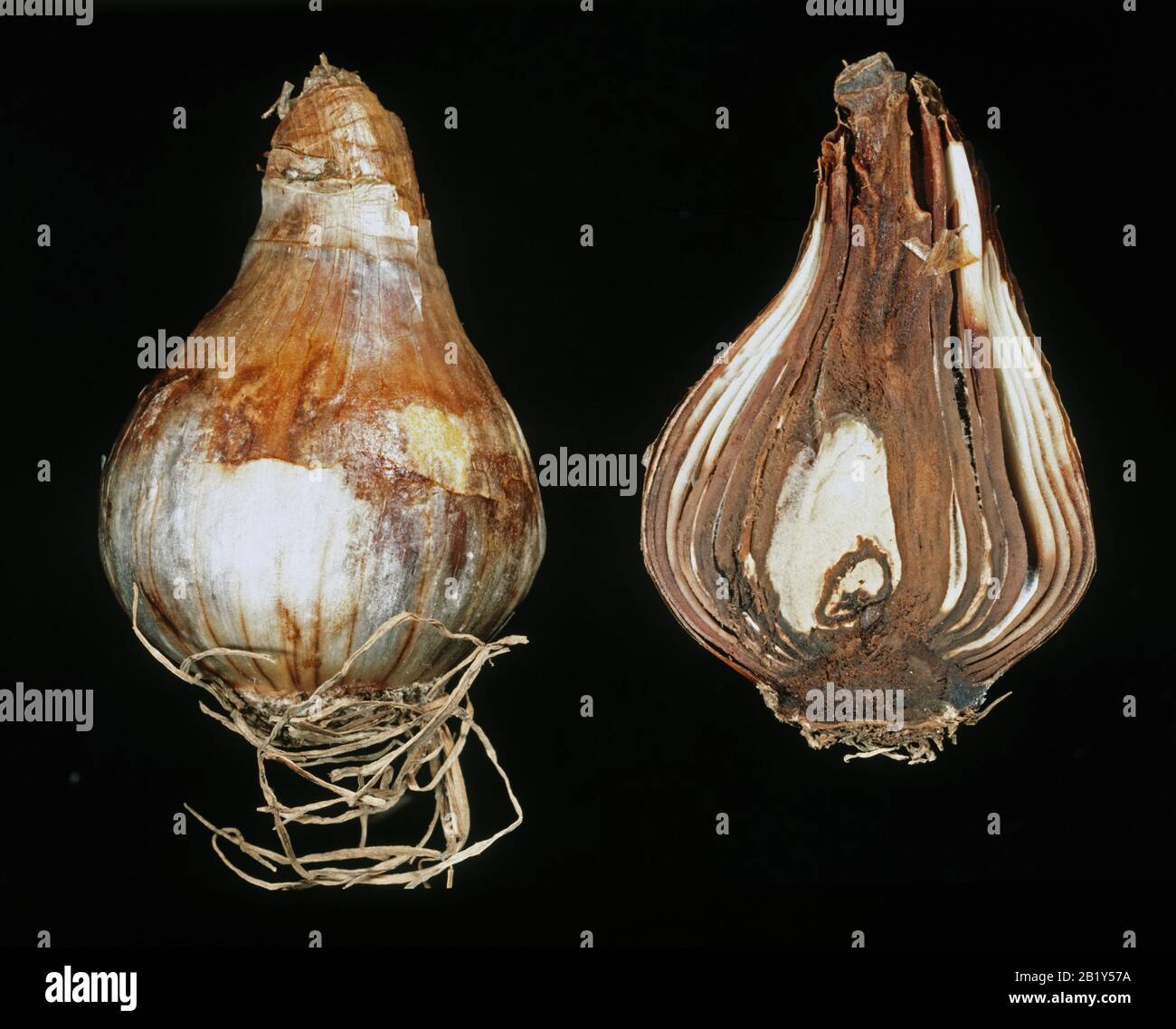 Basal rot (Fusarium oxysporum f. sp. narcissi) on Narcissus bulbs both whole and sectioned to show internal damage and disease Stock Photo