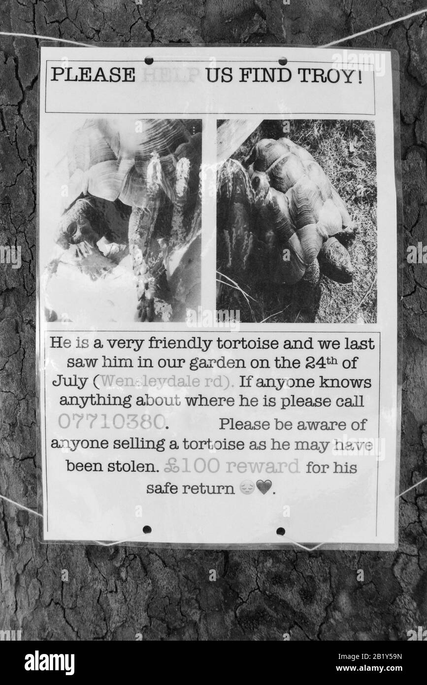 Poster for a lost, missing, or possibly stolen pet tortoise which offers a financial reward money for safe return. The phone numbers shown have been digitally altered. England UK (113) Stock Photo