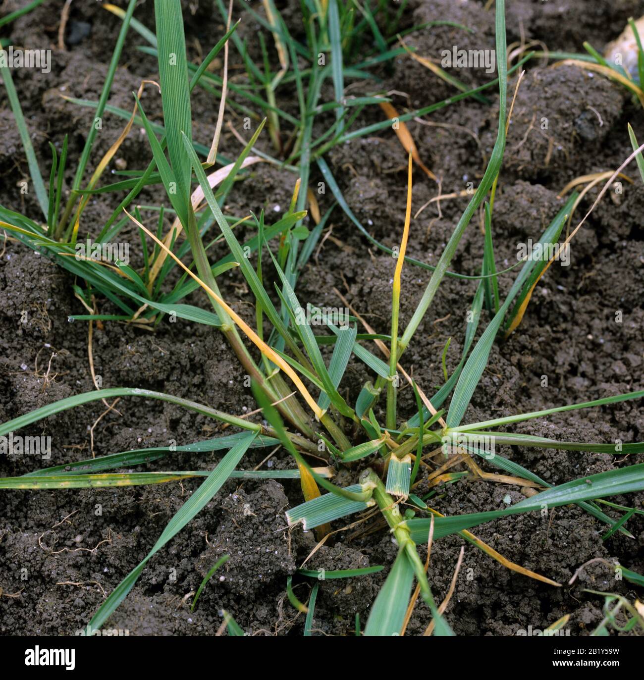 Frit fly (Oscinella frit) dead-heart damage to ryegrass (Lolium sp.) tillering plants, Hertfordshire, Stock Photo