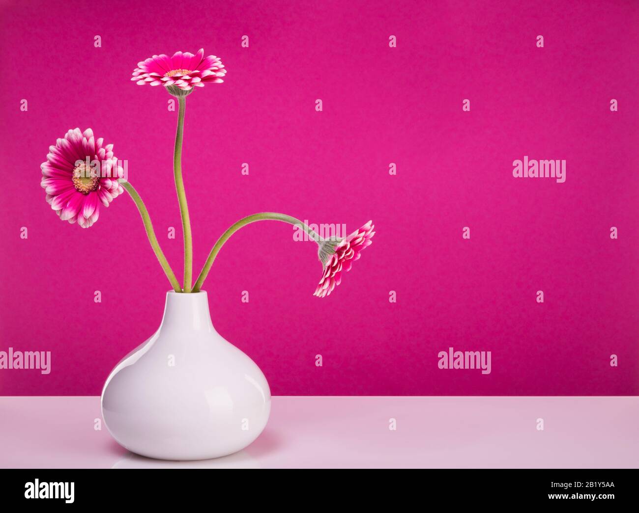 Three pink gerber blossoms in a drop-shaped vase in front of purple wall, still-life with copy space Stock Photo