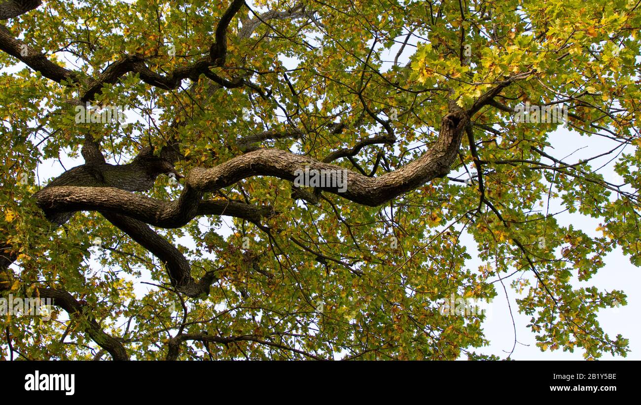 The leaves and branches of a mighty oak tree against a blue sky Stock ...