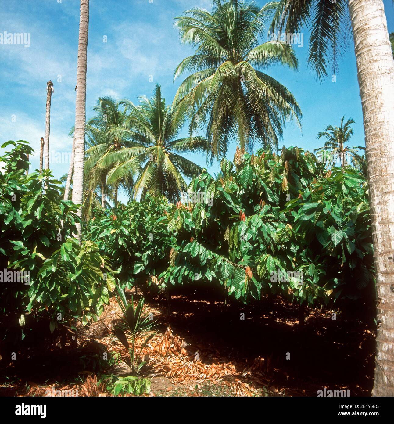 Coconut plantation philippines hires stock photography and images Alamy