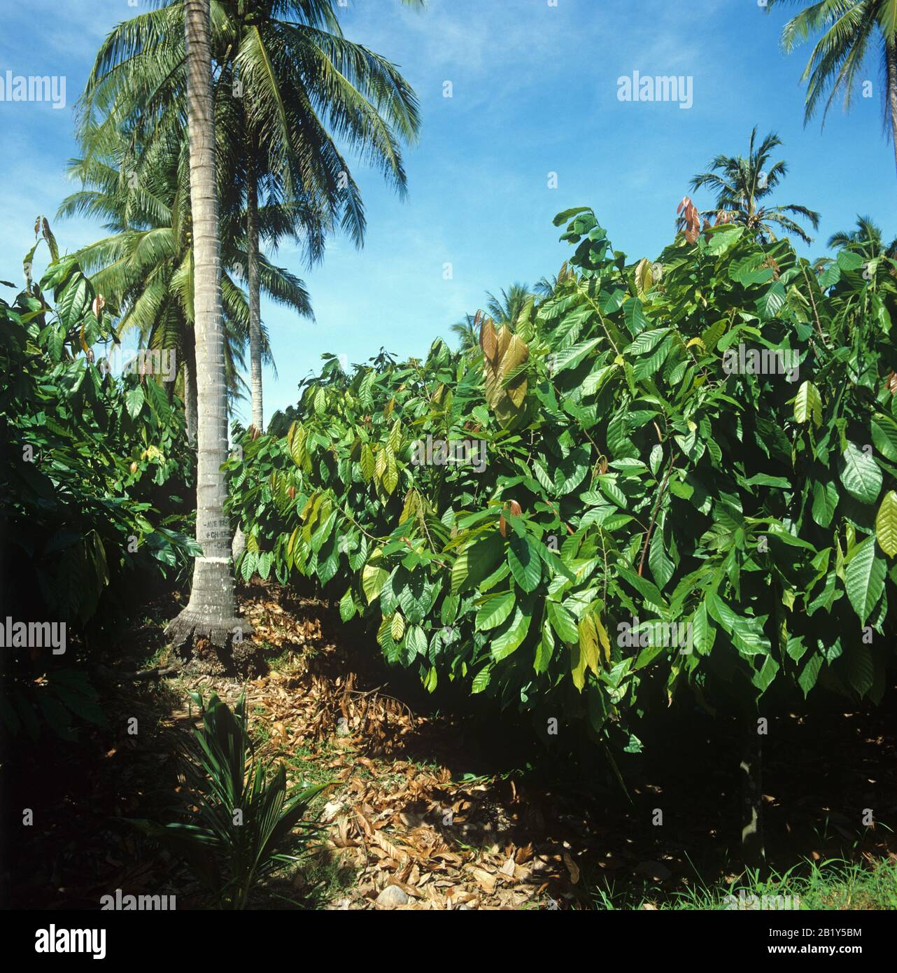Mature cocoa (Theobroma cacao) plantation under coconut shade trees, Mindanao, Philippines, February Stock Photo