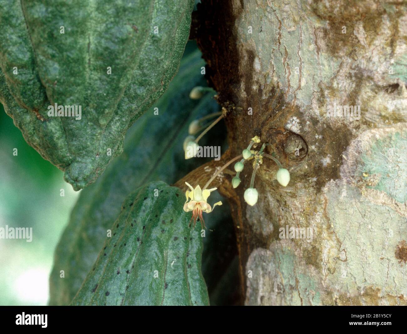 Cocoa (Theobroma cacao) flower growing from the trunk alongside maturing pods in a Malaysian plantation, February Stock Photo