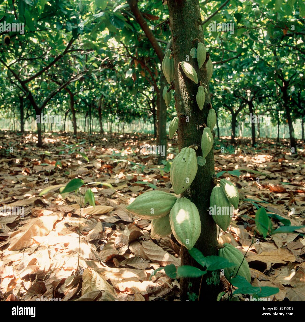 Mature cocoa pods growing from the trunk on the bush underneath the plantation canopy, Malaysia, February Stock Photo