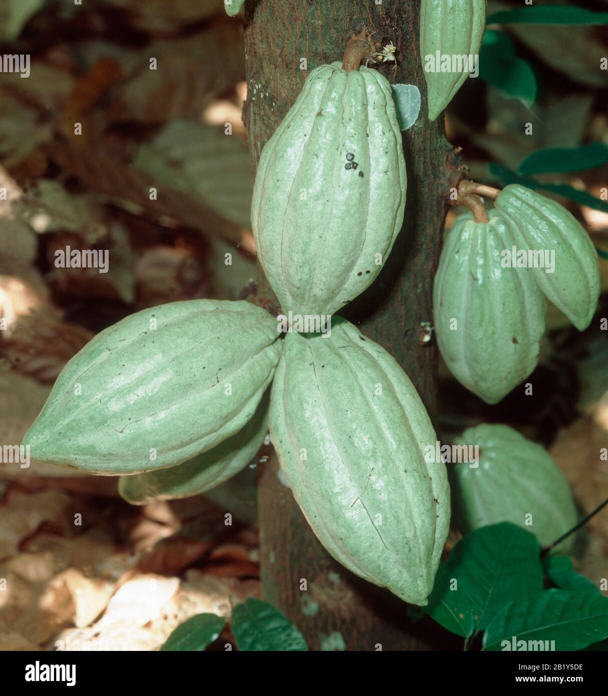 Mature cocoa pods growing from the trunk on the bush underneath the plantation canopy, Malaysia, February Stock Photo