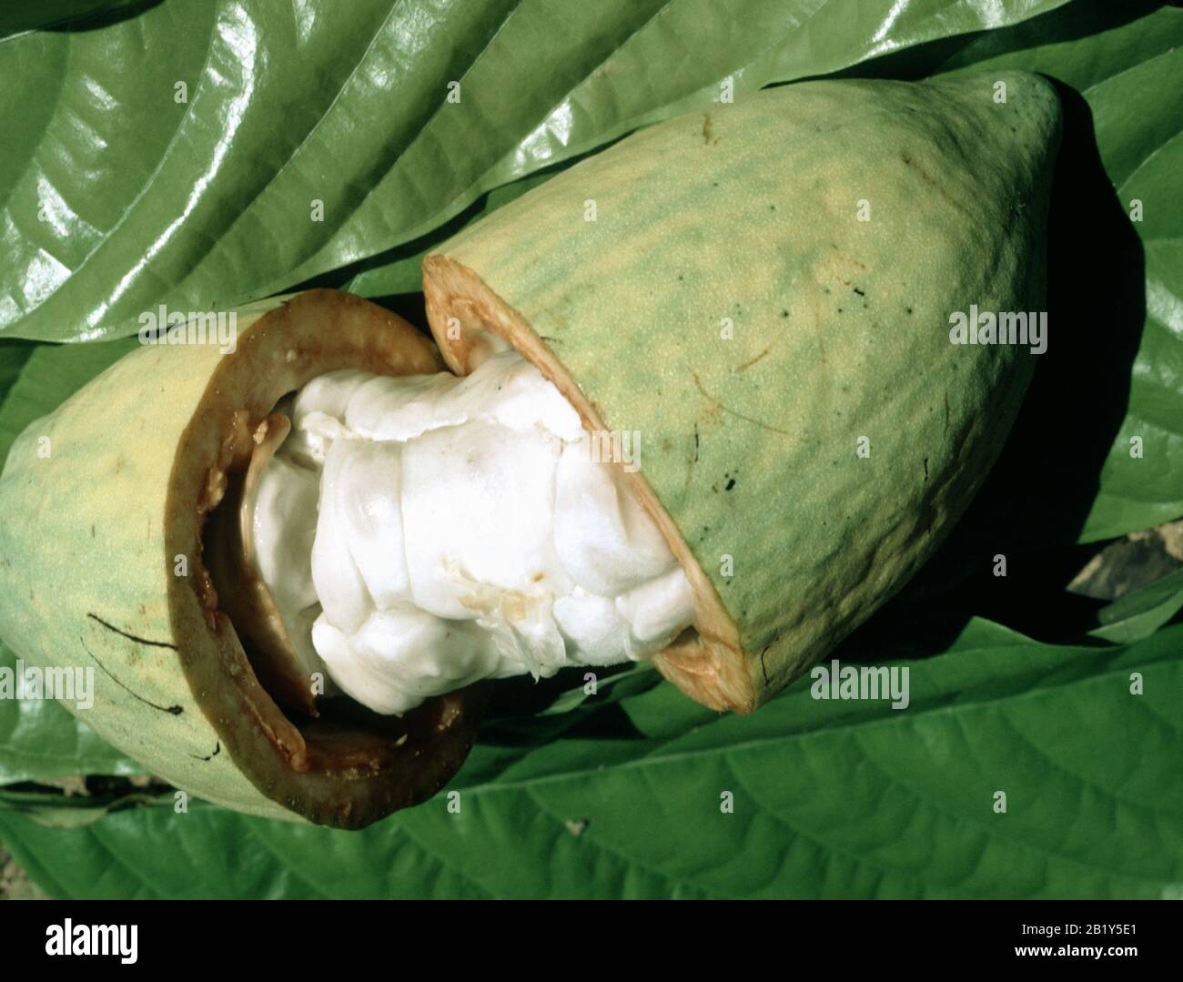 An opened coacoa (Theobroma cacao) pod to show beans and white pulp which can be used in drinks and smoothies, Malaysia, February. Stock Photo