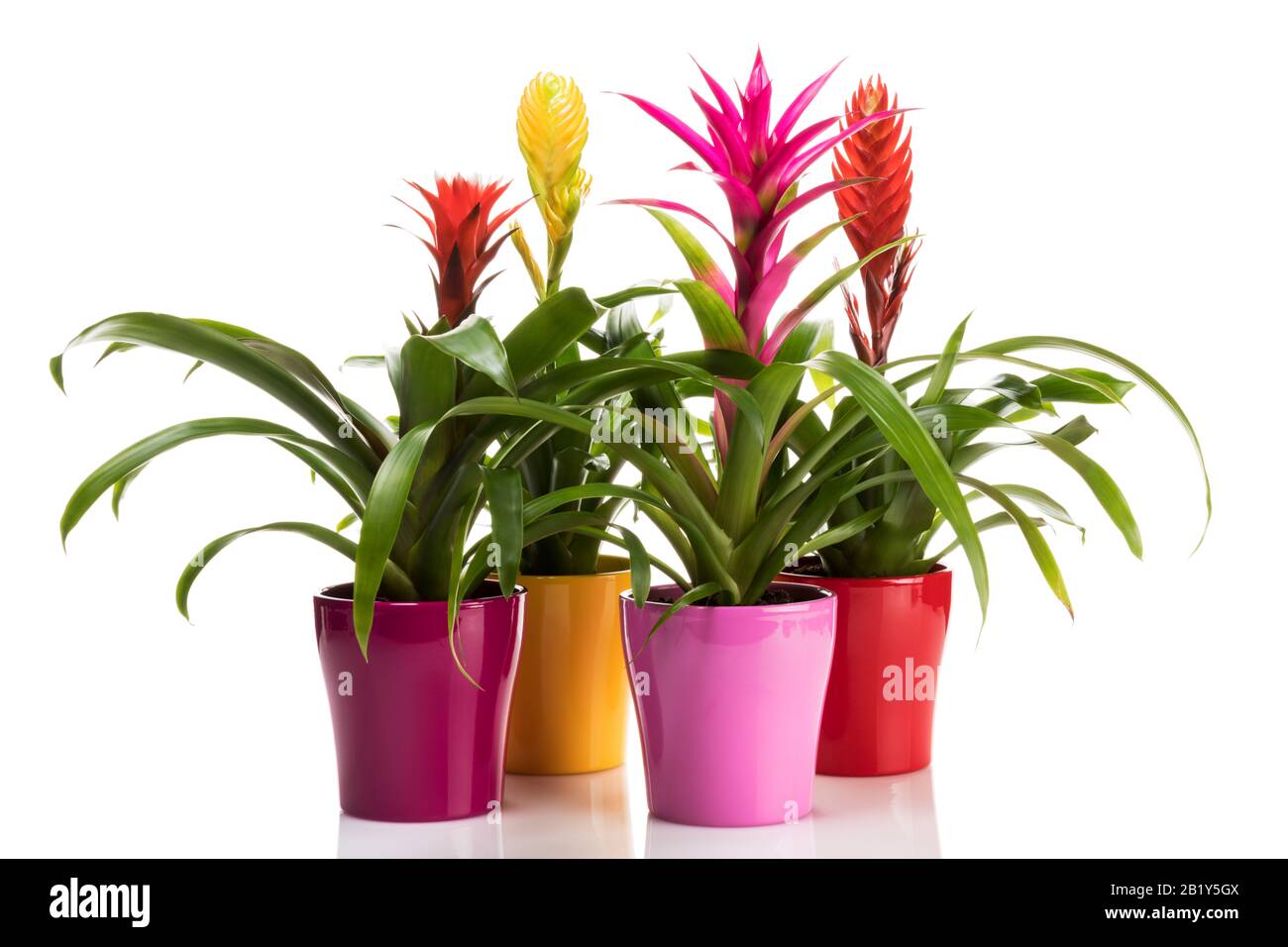 Variety of Bromeliad plants in colorful flower pots on white background. Potted Vriesea and Guzmania plants isolated. Stock Photo