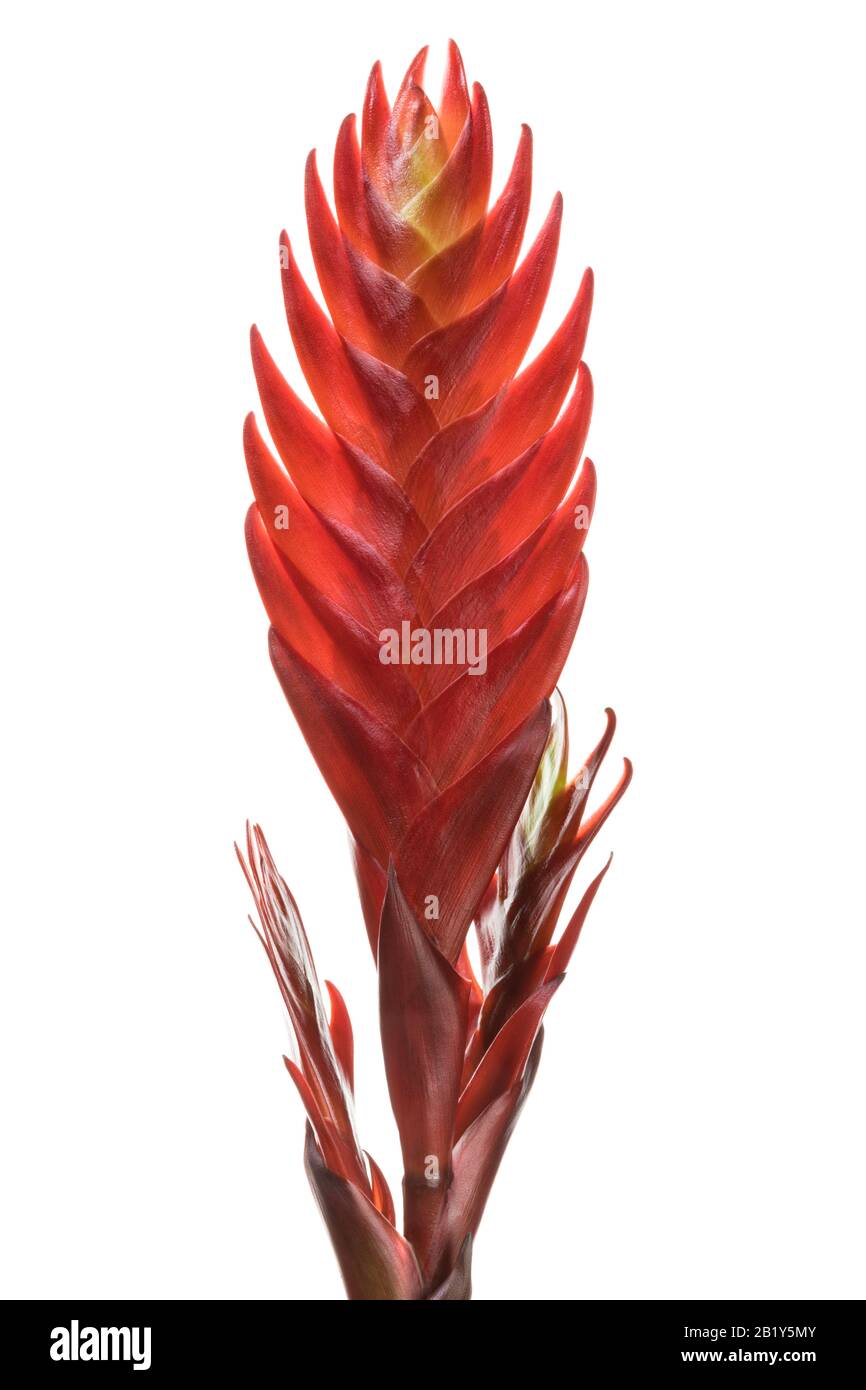 Red Vriesea Bromeliad, inflorescence closeup isolated on white background Stock Photo