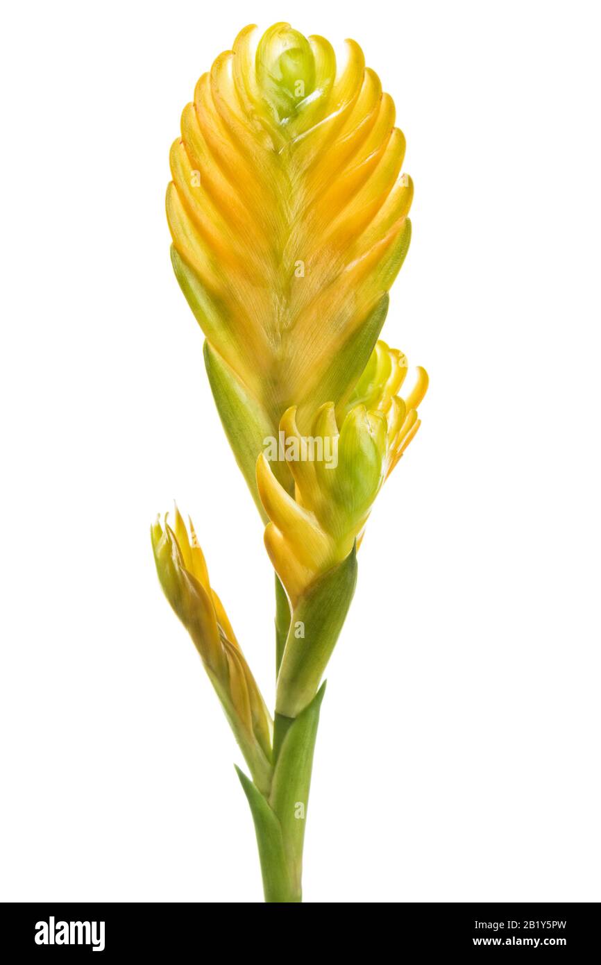 Yellow Vriesea Bromeliad, inflorescence closeup isolated on white background Stock Photo