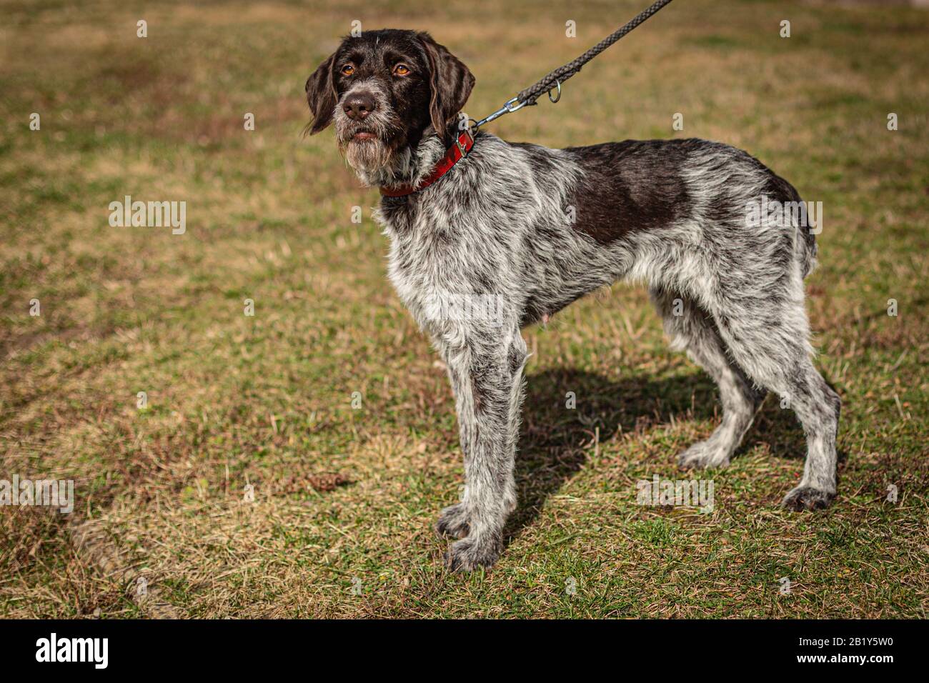 Portrait of young hunting dog, German Wirehaired Pointer on leash standing in a park on green and yellow grass on a sunny day. Stock Photo