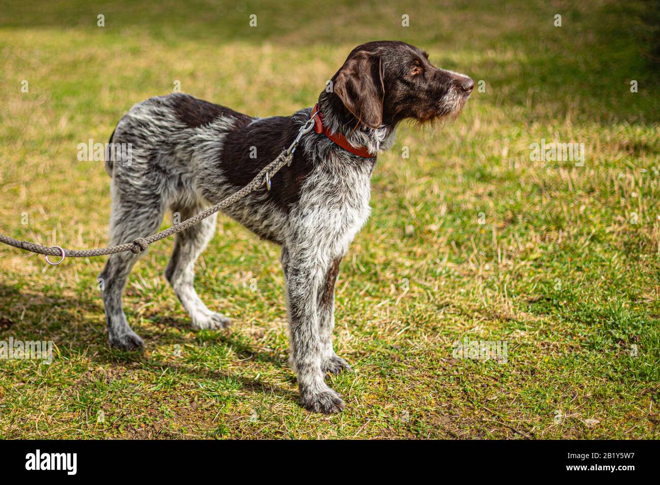 Portrait of young hunting dog, German Wirehaired Pointer on leash standing in a park on green and yellow grass on a sunny day. Stock Photo