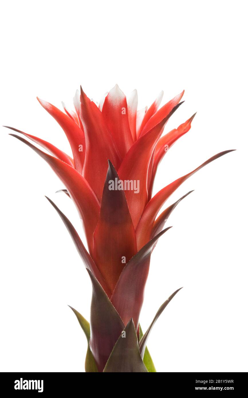Guzmania Bromeliad inflorescence  closeup isolated on white background Stock Photo