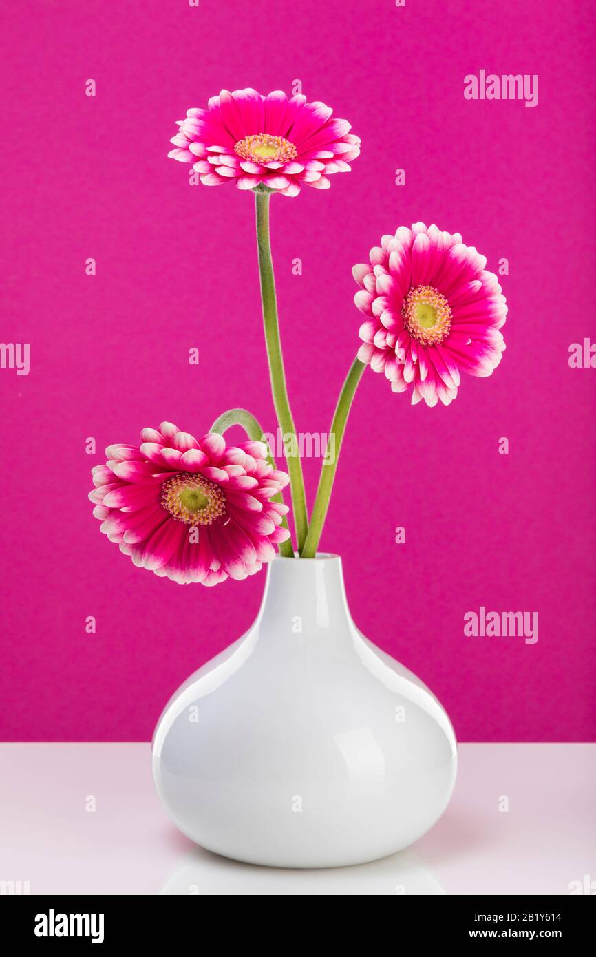 Three pink gerber blossoms in a drop-shaped vase in front of purple wall Stock Photo