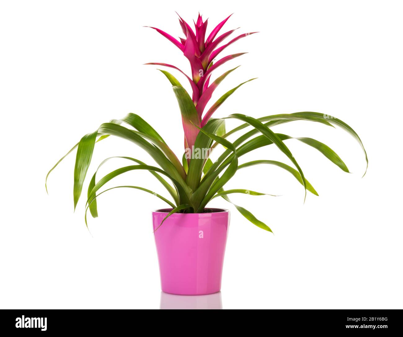 Potted purple Guzmania Bromeliad in pink flower pot isolated on white background Stock Photo