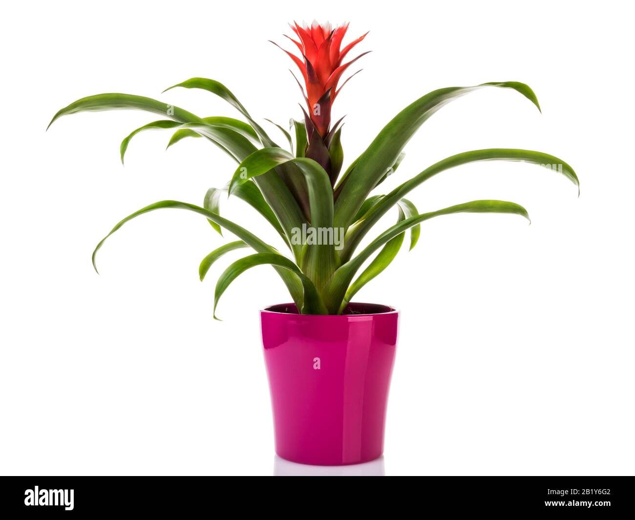 Potted red Guzmania Bromeliad in purple flower pot isolated on white background Stock Photo